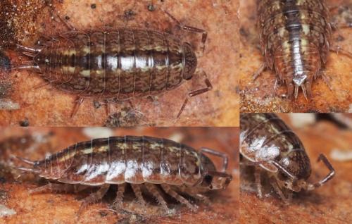 Balloniscus sellowii